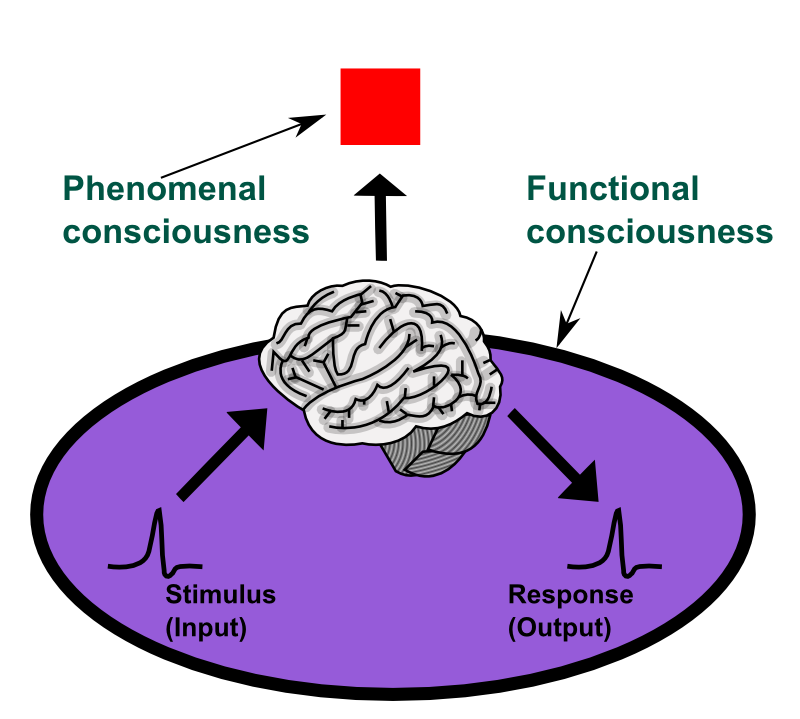 Phenomenal consciousness and functional consciousness, English  version.